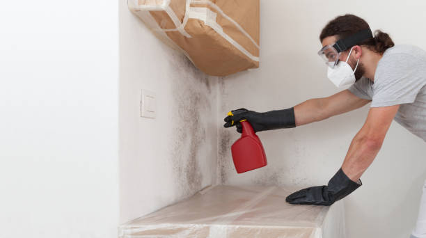 Professional Basement Mold Removal technician working in Worton, MD