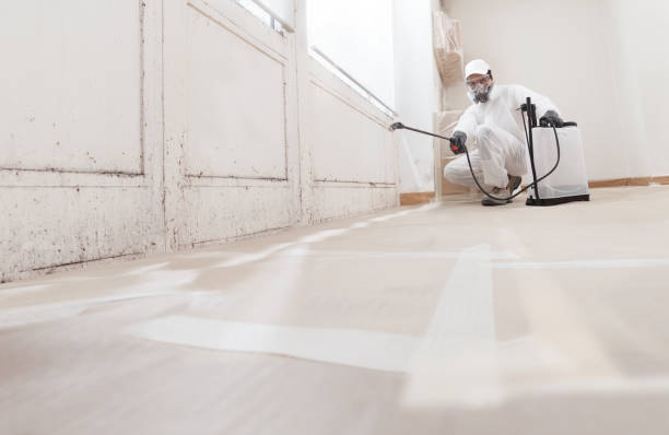 24/7 Emergency Basement Mold Removal experts in Worton, MD