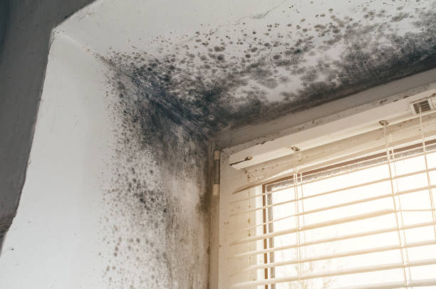 Affordable Basement Mold Removal solutions in Worton, MD