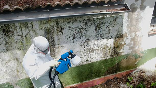 Top rated local Basement Mold Removal specialists in Worton, MD